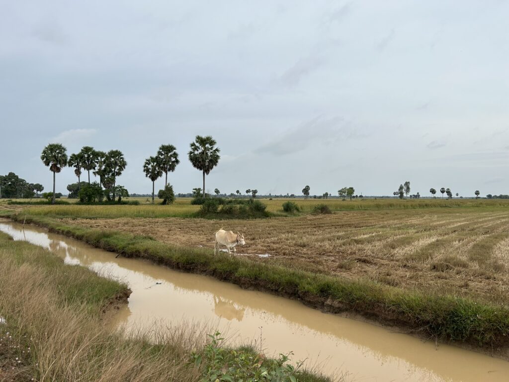 Peaceful rural landscape with a small waterway, rice fields, and palm trees in Kampong Trabaek, Cambodia.